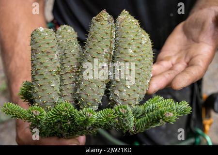 Panstorf, Deutschland. 31. August 2022. Vincent Ullrich, Industriekletterer und Kegelpflücker, inspiziert Zapfen, die von einer Silbertanne geerntet wurden. Im Nordosten verlassen sich Experten auf Weißtannen - und haben zum ersten Mal die stärksten geerntet. Etwa eine halbe Tonne Tannenzapfen kamen zusammen. Diese werden im Forstsammelzentrum Jatznick (Vorpommern-Greifswald) behandelt und gelagert. Quelle: Stefan Sauer/dpa/Alamy Live News Stockfoto