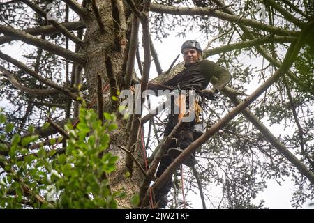 Panstorf, Deutschland. 31. August 2022. Vincent Ullrich, Industriekletterer und Kegelpflücker, klettert im Bezirk Panstorf bei Remplin auf die Baumkrone einer 50 Meter hohen Silbertanne, um Zapfen zu ernten. Im Nordosten setzen Experten auf Silbertannen – und ernteten erstmals die stärksten. Etwa eine halbe Tonne Tannenzapfen kamen zusammen. Diese werden in der Forst-Samendarre Jatznick (Vorpommern-Greifswald) behandelt und gelagert. Quelle: Stefan Sauer/dpa/Alamy Live News Stockfoto