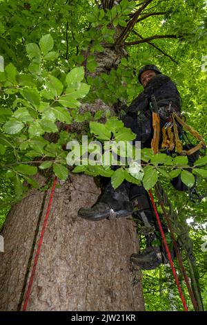Panstorf, Deutschland. 31. August 2022. Aus einer Höhe von etwa 50 Metern rappelt Vincent Ullrich, Industriekletterer und Kegelpflücker, von einer Silbertanne im Bezirk Panstorf bei Remplin ab, nachdem er Zapfen in der Baumkrone geerntet hat. Im Nordosten setzen Experten auf Silbertannen – und ernteten erstmals die stärksten. Etwa eine halbe Tonne Tannenzapfen wurden gesammelt. Diese werden im Forstsammelzentrum Jatznick (Vorpommern-Greifswald) behandelt und gelagert. Quelle: Stefan Sauer/dpa/Alamy Live News Stockfoto