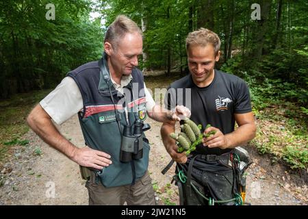 Panstorf, Deutschland. 31. August 2022. Ralf Hecker (l-r), Leiter des Forstamtes Stavenhagen, und Vincent Ullrich, Industriebergsteiger und Kegelpflücker, untersuchen die von einer Silbertanne geernteten Zapfen. Im Nordosten setzen Experten auf Silbertannen – und ernteten erstmals die stärksten. Etwa eine halbe Tonne Tannenzapfen kamen zusammen. Diese werden im Forstsammelzentrum Jatznick (Vorpommern-Greifswald) behandelt und gelagert. Quelle: Stefan Sauer/dpa/Alamy Live News Stockfoto