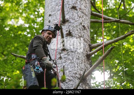 Panstorf, Deutschland. 31. August 2022. Vincent Ullrich, Industriekletterer und Kegelpflücker, klettert im Bezirk Panstorf bei Remplin auf die Baumkrone einer 50 Meter hohen Silbertanne, um Zapfen zu ernten. Im Nordosten setzen Experten auf Silbertannen – und ernteten erstmals die stärksten. Etwa eine halbe Tonne Tannenzapfen kamen zusammen. Diese werden in der Forst-Samendarre Jatznick (Vorpommern-Greifswald) behandelt und gelagert. Quelle: Stefan Sauer/dpa/Alamy Live News Stockfoto