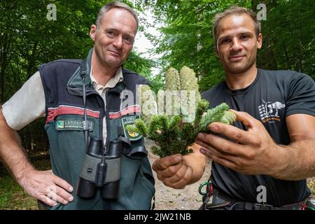 Panstorf, Deutschland. 31. August 2022. Ralf Hecker (l.), Leiter des Forstamtes Stavenhagen, und Vincent Ullrich, Industriebergsteiger und Kegelpflücker, untersuchen die von einer Silbertanne geernteten Zapfen. Im Nordosten setzen Experten auf Silbertannen – und ernteten erstmals die stärksten. Etwa eine halbe Tonne Tannenzapfen kamen zusammen. Diese werden im Forstsammelzentrum Jatznick (Vorpommern-Greifswald) behandelt und gelagert. Quelle: Stefan Sauer/dpa/Alamy Live News Stockfoto