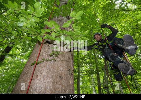Panstorf, Deutschland. 31. August 2022. Aus einer Höhe von etwa 50 Metern rappelt Vincent Ullrich, Industriekletterer und Kegelpflücker, von einer Silbertanne im Bezirk Panstorf bei Remplin ab, nachdem er Zapfen in der Baumkrone geerntet hat. Im Nordosten setzen Experten auf Silbertannen – und ernteten erstmals die stärksten. Etwa eine halbe Tonne Tannenzapfen wurden gesammelt. Diese werden im Forstsammelzentrum Jatznick (Vorpommern-Greifswald) behandelt und gelagert. Quelle: Stefan Sauer/dpa/Alamy Live News Stockfoto
