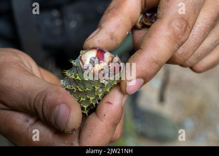 Panstorf, Deutschland. 31. August 2022. Vincent Ullrich, Industriekletterer und Kegelpflücker, untersucht einen Kegel, der von einer Silbertanne geerntet wurde. Im Nordosten verlassen sich Experten auf Weißtannen - und haben zum ersten Mal die stärksten geerntet. Etwa eine halbe Tonne Tannenzapfen kamen zusammen. Diese werden im Forstsammelzentrum Jatznick (Vorpommern-Greifswald) behandelt und gelagert. Quelle: Stefan Sauer/dpa/Alamy Live News Stockfoto