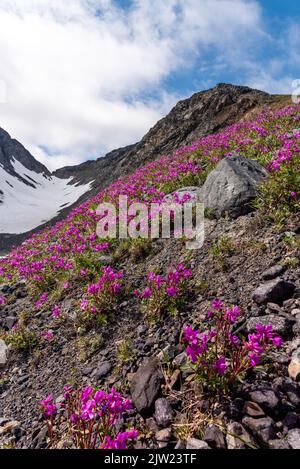 Portrait Panoramablick auf die Berge im Yukon Alaska Gebiet in Nordamerika. Stockfoto