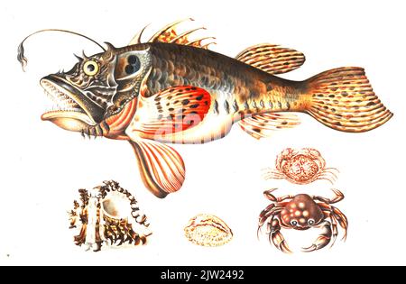 Maria Sibylla Merian - Tiefseefische, Krabben und Meeresschnecken - vor 1717 Uhr Stockfoto
