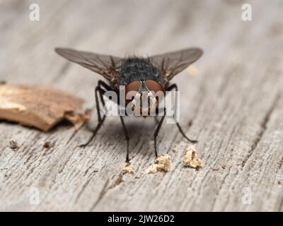 Gewöhnliche Luftfliege oder Flaschenfliege (Calliphora vicina), mit Blick auf die Kamera, während sie sich auf einem verwitterten Stück Holz in Delta, British Columbia, Kanada, ausruhen Stockfoto