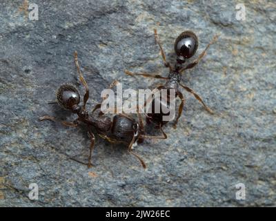 Zwei kleine Pflaster-Ameisen (Tetramorium immigrans) grüßen sich gegenseitig, auf Stein Stockfoto