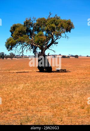 Australischer Eukalyptus-Baum auf Farmland, Südaustralien Stockfoto