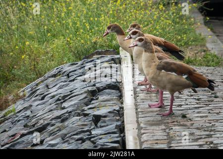 Eine wunderschöne Aufnahme einer Herde ägyptischer Gänse, die auf einem Felsen thront Stockfoto