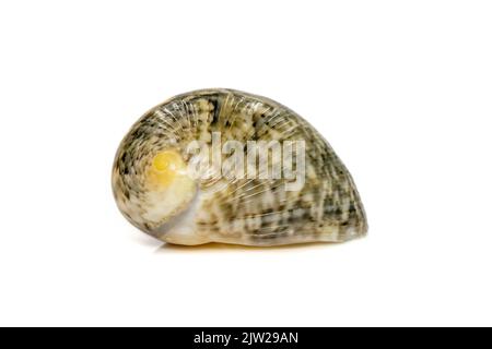 Bilder von Nerita chamaeleon Meeresschnecke ist eine Art von Meeresschnecke, eine Meeresschnecke aus der Familie neritidae. Unterwassertiere. Muscheln. Stockfoto