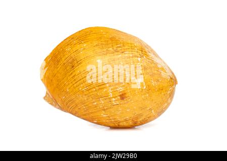 Bild von melo melo, der gebräuchliche Name der indischen Volute oder Bailer Shell, ist eine sehr große Meeresschnecke, ein mariner Gastropoden-Weichtier aus der Familie Volutidae, die Stockfoto