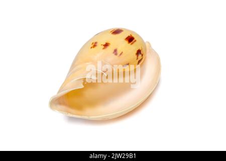 Bild von Muschelschalen melo melo auf weißem Hintergrund. Unterwassertiere. Muscheln. Stockfoto