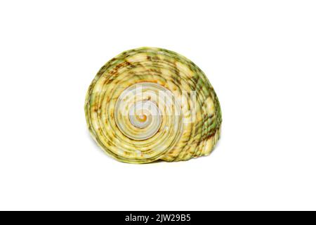 Bild einer grünen Turboseeschale auf weißem Hintergrund. Unterwassertiere. Muscheln. Stockfoto