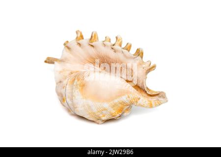 Abbildung der Millipede-Spinnennelschnecke (Lambis millepeda) auf weißem Hintergrund isoliert. Seeschnecke. Unterwassertiere. Muscheln. Stockfoto