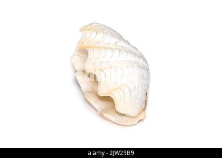 Bild von Muschelmuscheln mit Perlmuscheln auf weißem Hintergrund. Unterwassertiere. Muscheln. Stockfoto