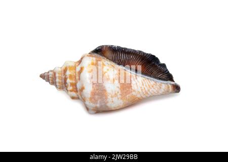 Bild des canarium urceus ist eine Art der Meeresschnecke, einer Meeresschnecke aus der Familie Stromidae, die auf weißem Hintergrund isoliert ist. Stockfoto