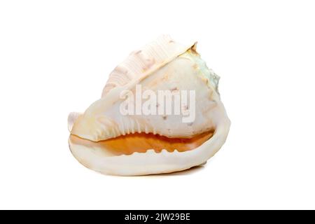 Bild von Horned Helmet Sea Shells. (cassis Cornuta) ist eine extrem große Seeschnecke, die auf weißem Hintergrund isoliert ist. Unterwassertiere. Sea Shel Stockfoto