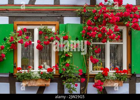 Fachwerkhaus, Fenster mit roter Kletterrose, Pfalz, Rheinland-Pfalz, Deutschland Stockfoto