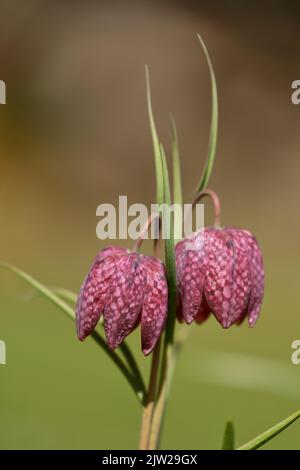 Schlangenkopf-Fritillaria meleagris, auf einer Wiese, Wilden, Nordrhein-Westfalen, Deutschland Stockfoto