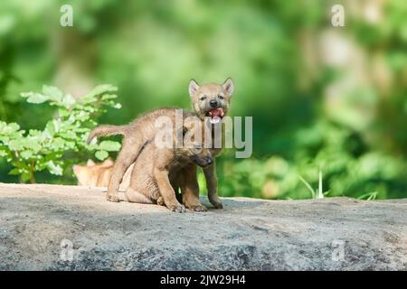 Eurasischer Wolf (Canis lupus lupus) Junge im Wald, Hessen, Deutschland Stockfoto