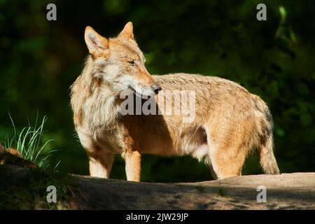 Eurasischer Wolf (Canis lupus lupus) im Wald, Hessen, Deutschland Stockfoto