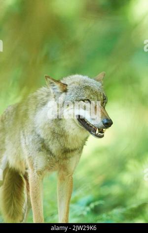 Eurasischer Wolf (Canis lupus lupus) im Wald, Hessen, Deutschland Stockfoto
