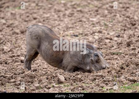 Warzenschwein (Phacochoerus africanus), Männchen, Wildschwein, vom Schwanz gebissen, zur Nahrung wurzelt, South Luangwa, Sambia Stockfoto