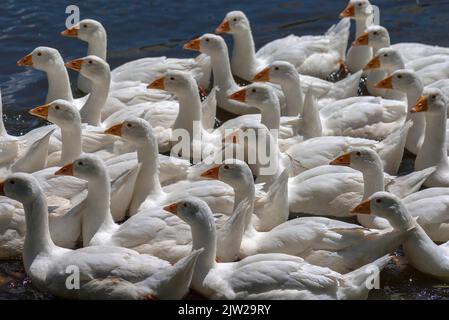 Graugans (Anser anser) auf einem Teich, Mecklenburg-Vorpommern, Deutschland Stockfoto