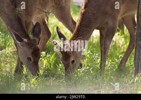 Junge Hirsche neigten ihre Köpfe im Gras auf einer Weide in freier Wildbahn. Stockfoto