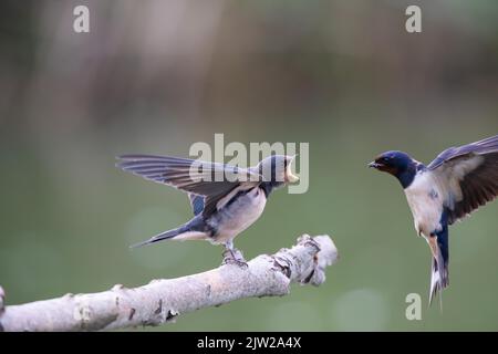 Schwalbenschwalbe (Hirundo rustica) Junge Vögel, die von fliegenden erwachsenen Vögeln gefüttert werden Stockfoto