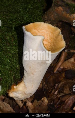 Schuppiger, porling Fruchtkörper mit weißem Stiel und hellgelber Kappe mit hellbraunen Schuppen, die auf moosigen Baumstamm wachsen Stockfoto