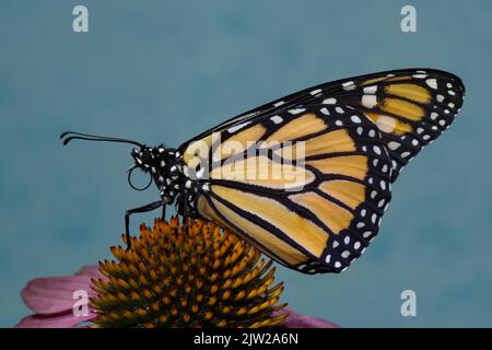 Monarch Schmetterling Männchen mit geschlossenen Flügeln sitzen auf rosa Blume Blick links gegen blauen Himmel Stockfoto