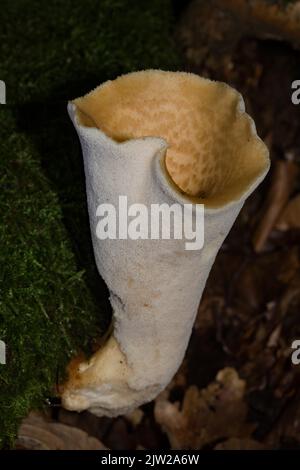 Schuppiger, porling Fruchtkörper mit weißem Stiel und hellgelber Kappe mit hellbraunen Schuppen, die auf moosigen Baumstamm wachsen Stockfoto