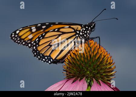 Monarch Schmetterling männlichen Schmetterling mit geschlossenen Flügeln sitzt auf rosa Blume rechts suchen Stockfoto