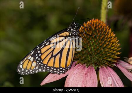 Monarch Schmetterling weibliche Schmetterling mit geschlossenen Flügeln sitzt auf rosa Blüte rechts Stockfoto