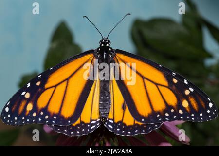 Monarch Schmetterling männlichen Schmetterling mit offenen Flügeln sitzt auf rosa Blume von hinten Stockfoto