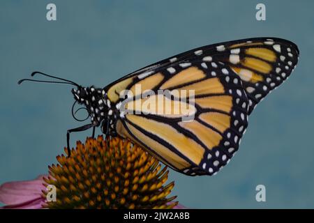 Monarch Schmetterling Männchen mit geschlossenen Flügeln sitzen auf rosa Blume Blick links gegen blauen Himmel Stockfoto