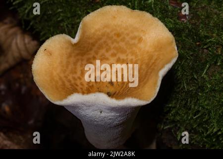 Schuppiger, porling Fruchtkörper mit weißem Stiel und hellgelber Kappe mit hellbraunen Schuppen Stockfoto