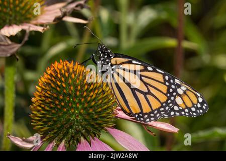 Monarch Schmetterling Weibchen mit geschlossenen Flügeln sitzt auf rosa Blume suchen links Stockfoto