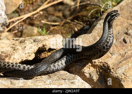 Adder zwei Schlangen im Kommentar Kampf liegen verstrickt auf Steinen auf der rechten Seite gesehen Stockfoto