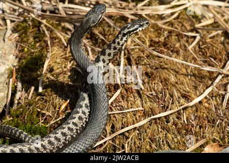 Adder zwei Schlangen in Kommentar Kampf auf Moos umschlängelt stehend hoch rechts gesehen Stockfoto