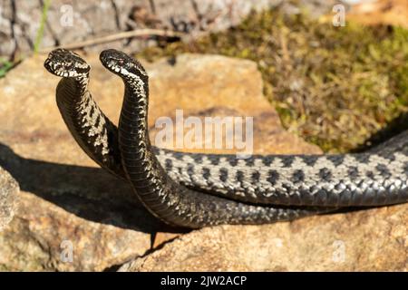 Adder zwei Schlangen in Kommentar Kampf liegen verstrickt auf Steinen von vorne links gesehen Stockfoto