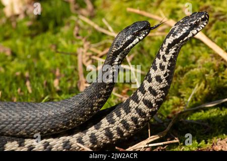 Adder zwei Schlangen mit ausgestreckten Zungen in Kommentar Kampf stehend hoch in Moos lambte rechts gesehen Stockfoto