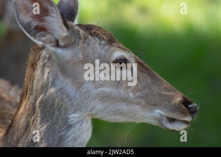Nahaufnahme des Kopfes eines weiblichen Hirsches. Stockfoto