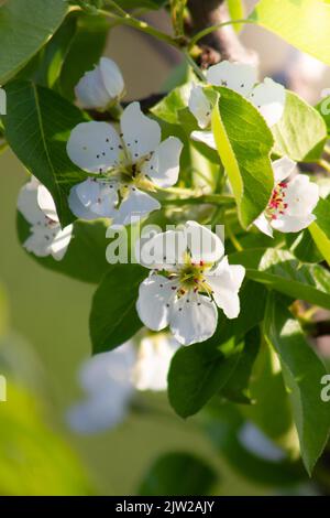 Birne blüht auf einem Zweig aus der Nähe. Stockfoto