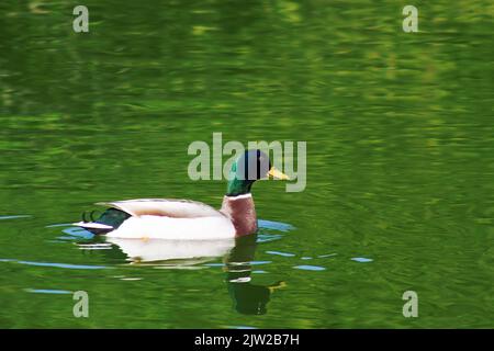 Eine Ente schwimmt auf einem grünen Wasser. Stockfoto