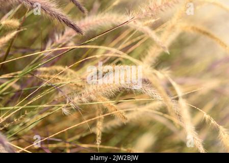 Pampas Gras oder Cortaderia selloana wächst im Freien. Selektiver Fokus, unscharfer Hintergrund. Stockfoto