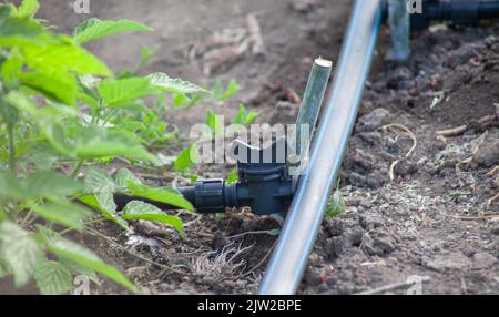 Ein Rohr mit einem Wasserhahn für die Bewässerung im Garten. Stockfoto