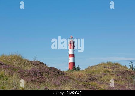 Blühende Heide, Leuchtturm, Insel Amrum, Nordfriesland, Schleswig-Holstein, Deutschland Stockfoto